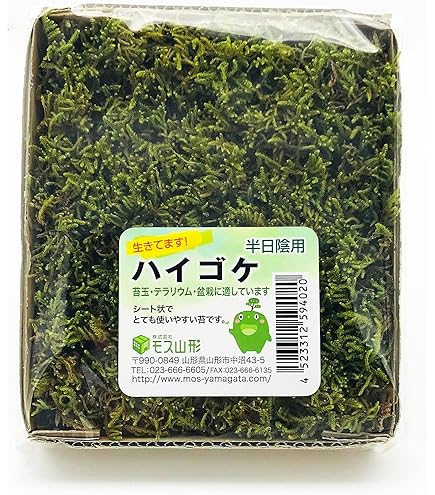 Amazon.co.jp: Moss Moss Mini Pack (S1) 6.1 x 3.8 inches (154